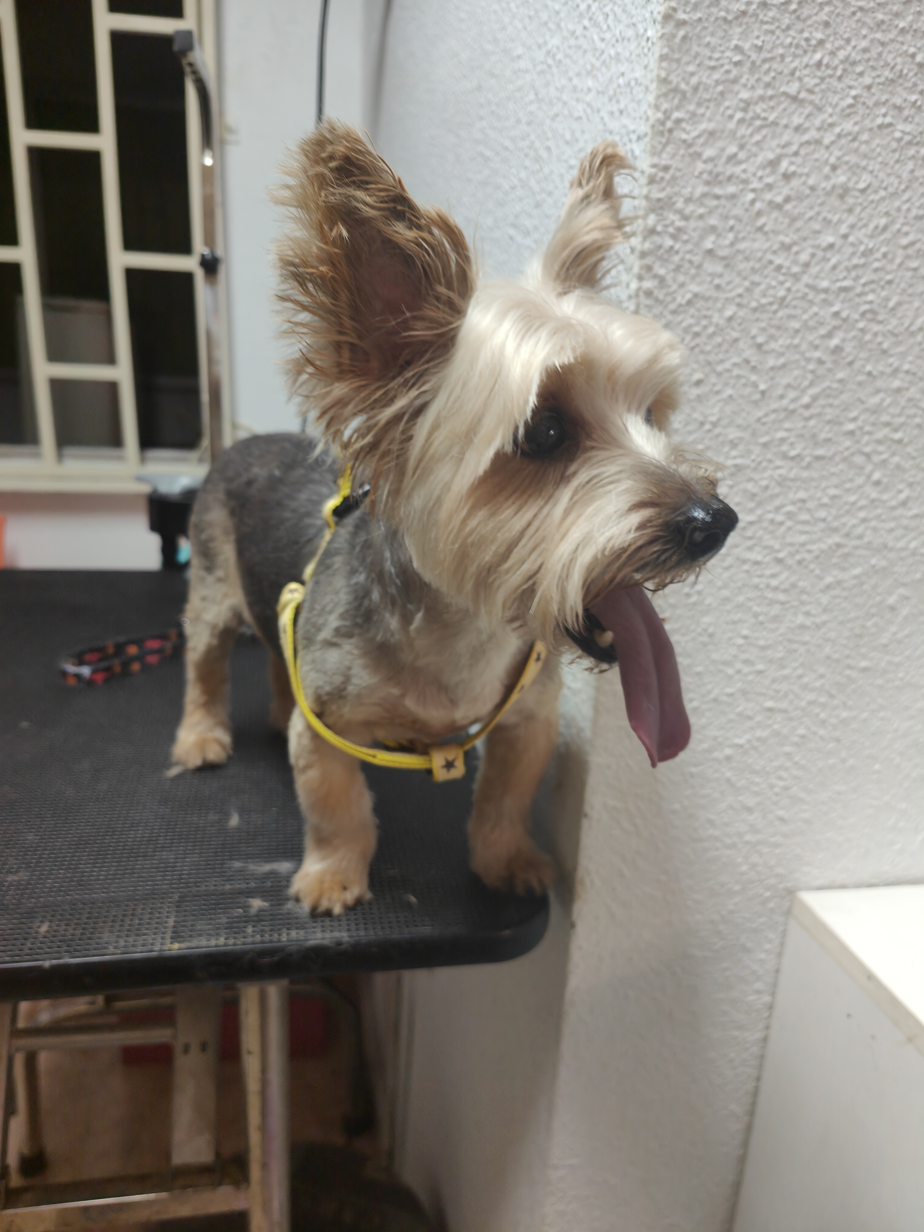 Peluquería canina Yolapatitas